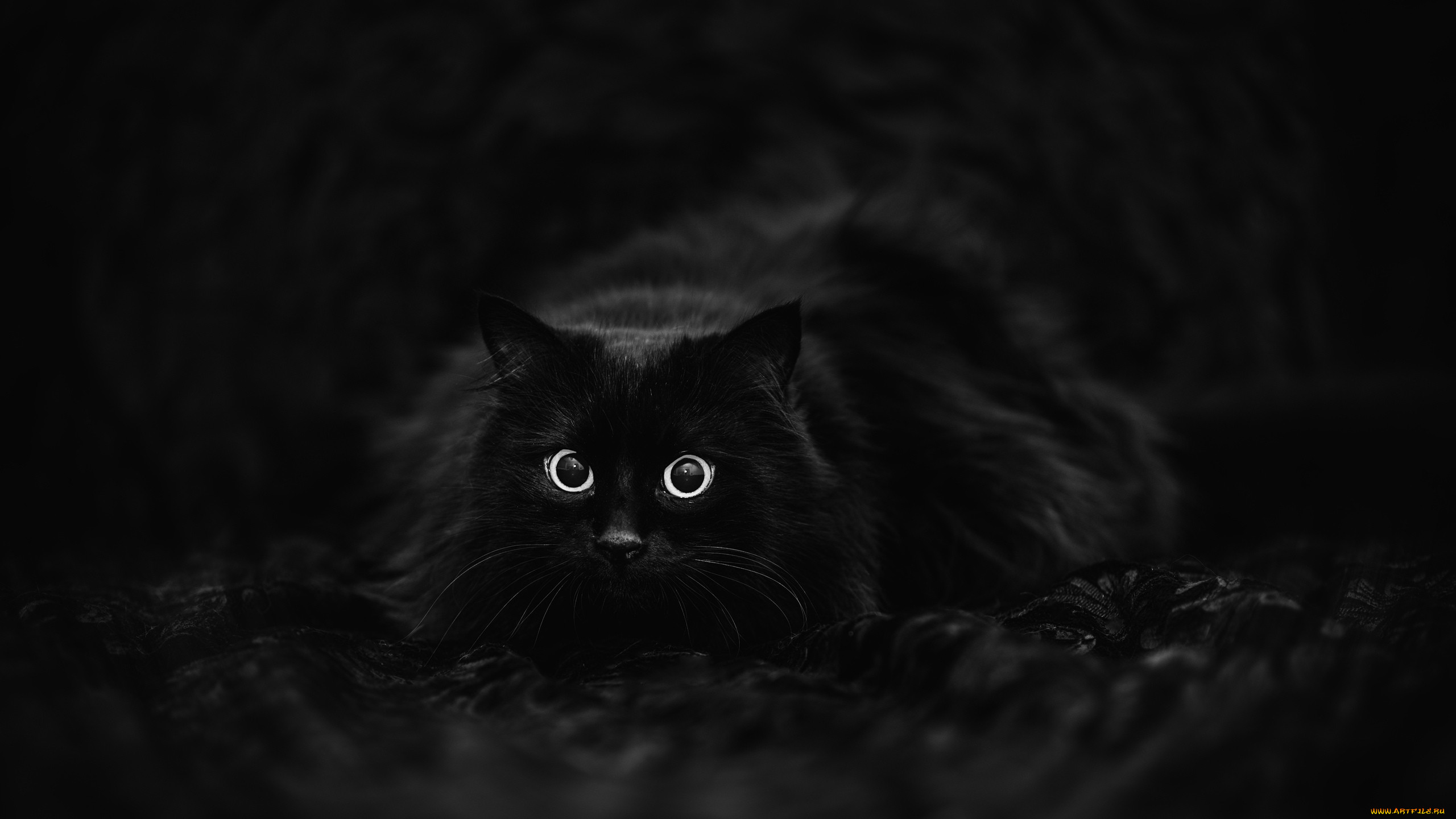 Темно жалкий. Чёрный кот. Черные коты. Кошечка черная. Черный кот на черном фоне.
